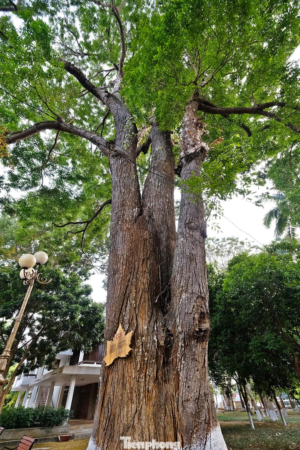Ngoài ra tại bảo tàng trung tâm thành phố Buôn Ma Thuột còn có rất nhiều cây gỗ quý lâu năm như cây Sao đen này chẳng hạn.