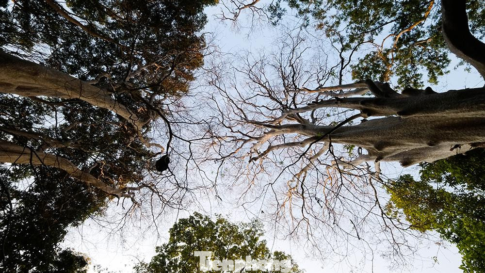 Sở dĩ, cây bằng lăng ổi có tên như vậy là vì thân cây này có sắc giống thân cây ổi.