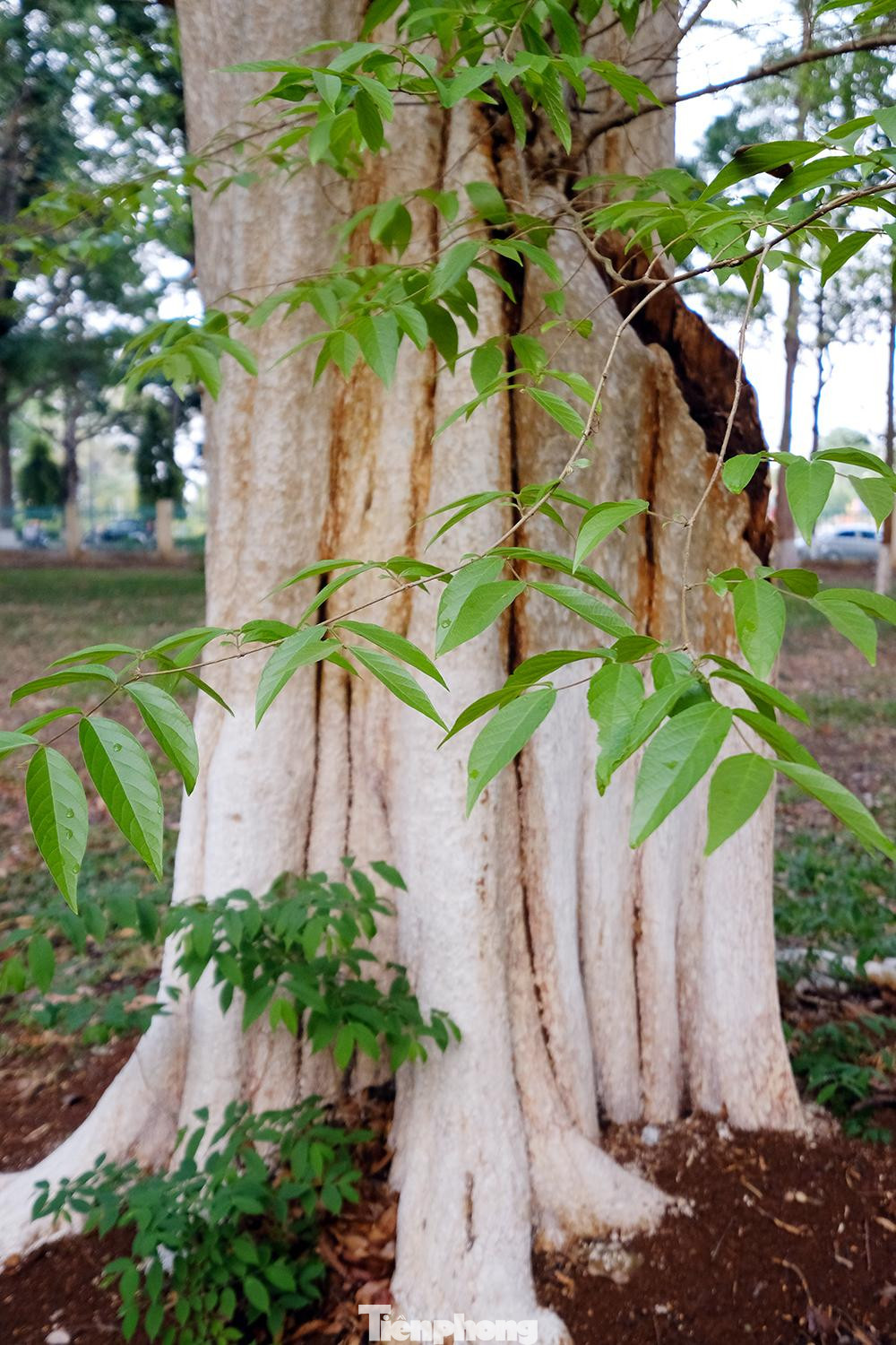 Màu xanh dịu mát của Bằng lăng ổi làm giải nhiệt mùa hè oi bức của khí hậu Tây Nguyên.