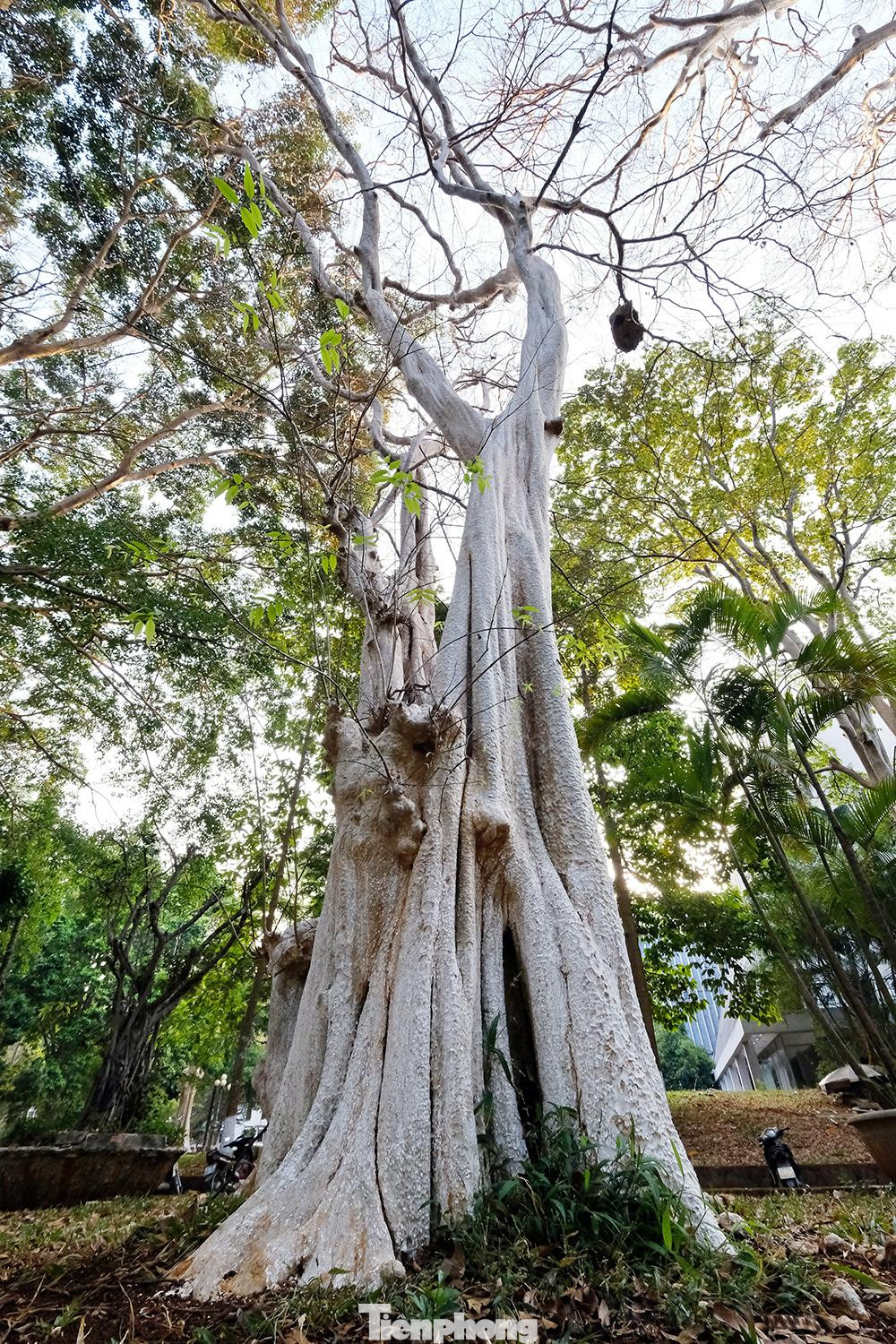 Cây bằng lăng ổi thường nở hoa vào mùa hè, là loài hoa tượng trung cho tình yêu chung thủy, ngây thơ. Bởi vậy trồng loài hoa này giúp cho tâm hồn gia chủ tươi trẻ, sẵn sàng tâm thế trước mọi thử thách phong ba của cuộc đời.