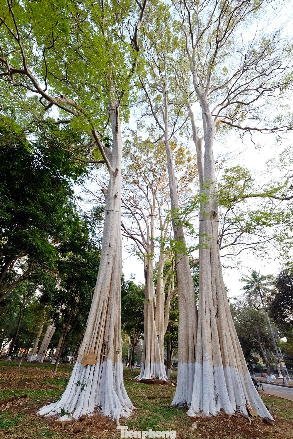Bằng lăng ổi là một loài thân cây gỗ lớn, gốc có bạnh, vỏ cây màu nâu xám vàng, vỏ có mảng bong tròn tròn nhỏ từ 2 đến 3cm.