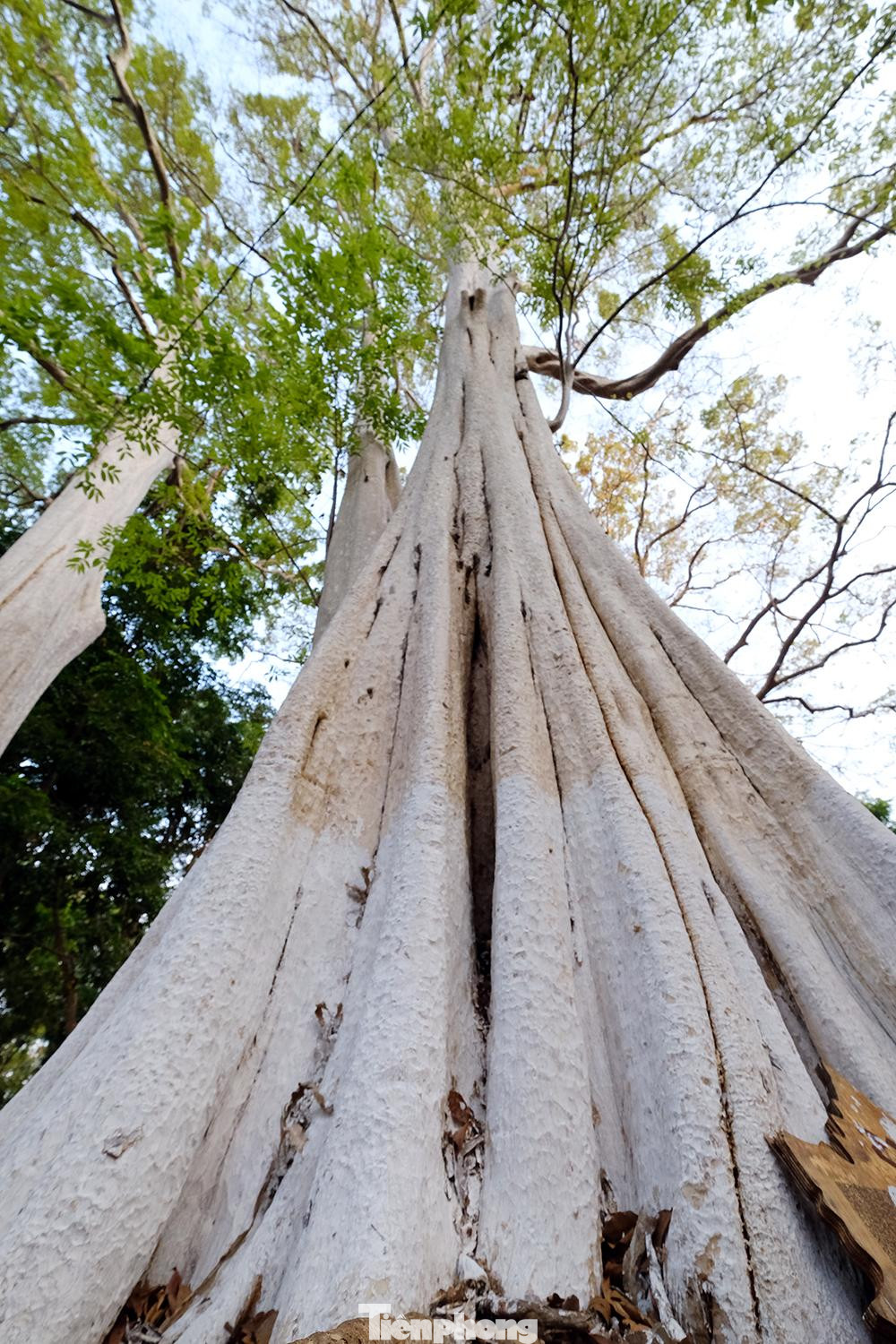 Cây bằng lăng ổi nổi bật với đặc tính thân cây, cành nhánh dẻo dai, chắn chắn, kết hợp với sắc hoa tím đẹp, vì thế đây là loại cây bóng mát được sử dụng nhiều trong cảnh quan. Cây bằng lăng được trồng trên vỉa hè, đường phố, xí nghiệp, công viên, khu dân cư, khu đô thị, trung tâm hành chính,… tạo bóng mát phù hợp với khuôn viên cảnh quan.