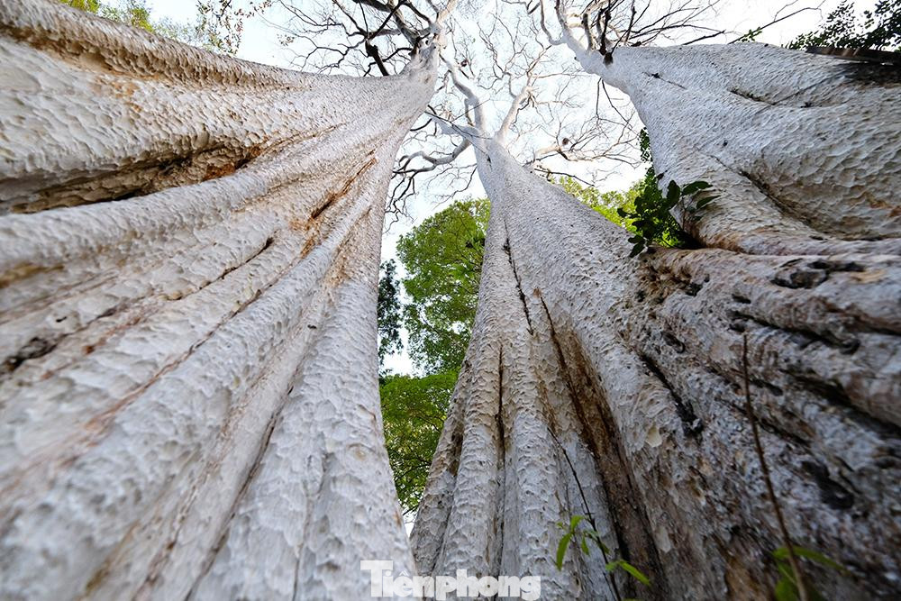 Trong khuôn viên bảo tàng Đắk Lắk có hàng chục cây bằng lăng ổi cổ thụ với thân cây vươn cao hàng chục mét.