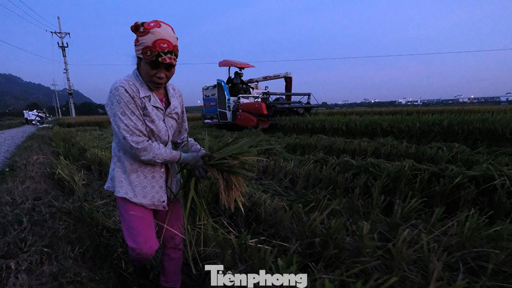 Máy móc không thể gặt đập được những vị trí góc ruộng, chủ ruộng lại ra nhặt nhạnh nốt những "hạt vàng" còn sót lại mỗi lần máy gặt bỏ qua.