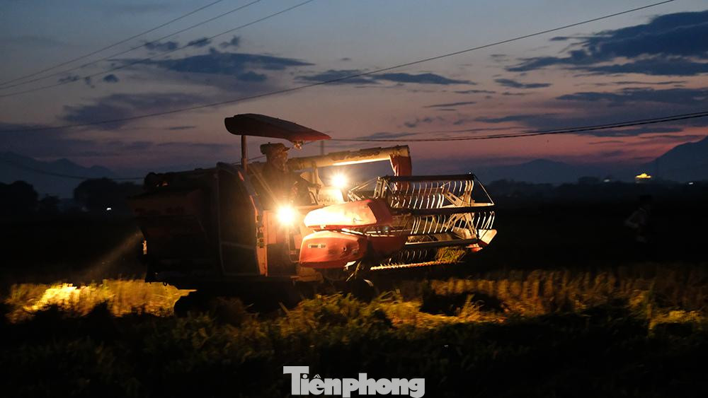 Tranh thủ thời gian, nhiều bà con nông dân thuê máy gặt lúa vào ban đêm, vừa để tránh nóng, vừa để thu hoạch lúa cho kịp vụ mùa. Bây giờ người nông dân cũng đỡ vất vả hơn trước kia do có máy móc hỗ trợ rất nhiều.