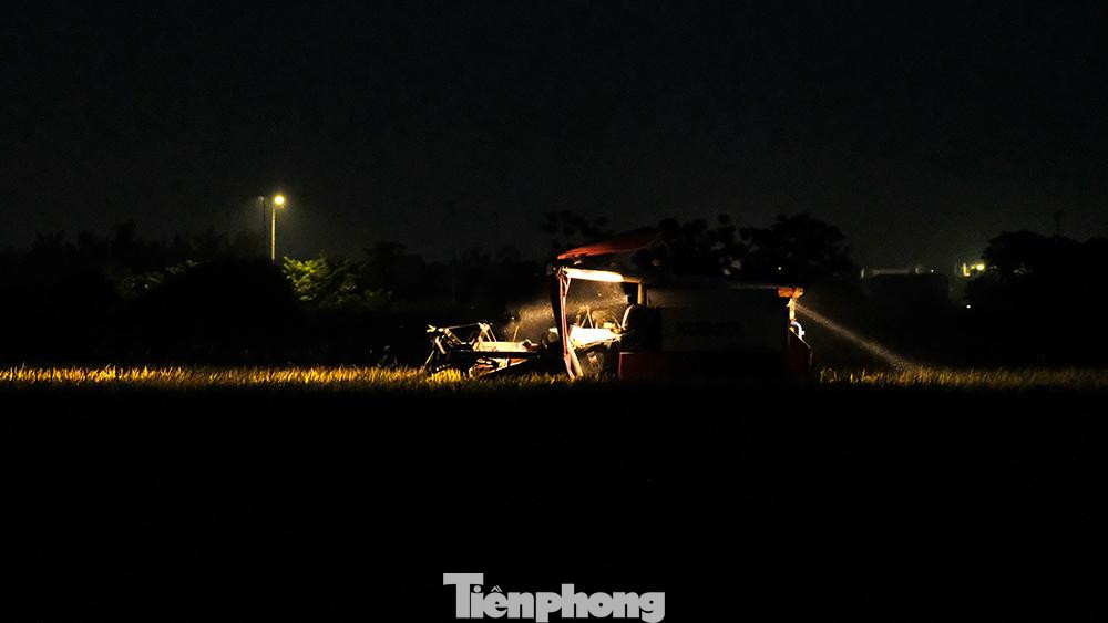 Trong đó, đa số người dân chọn cách xuống đồng vào sáng sớm hoặc chiều tối, khi cái nóng đã dịu bớt và nhiệt độ ngoài trời phần nào đã hạ nhiệt.