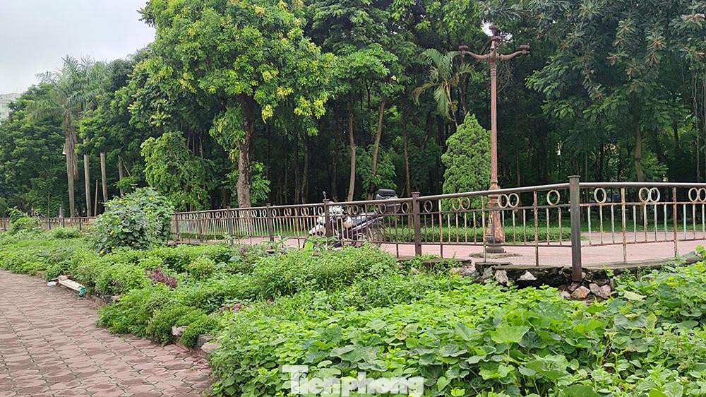 Khu vực công viên hồ trở thành nơi trồng rau của nhiều cư dân sống tại khu vực lân cận.
