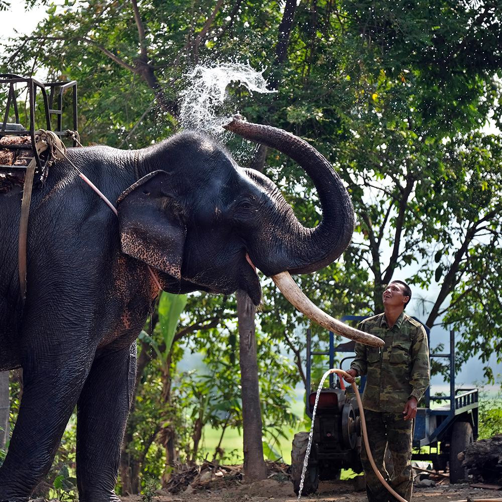 Theo quản voi ở hồ Lắk, một con voi đực có thể nặng từ 4 - 8 tấn. Voi cái thì nhỏ hơn. Voi đực có ngà, voi cái chỉ có nanh, rất nhỏ. Hiện, ở hồ Lắk, chú voi Y Khăm Sen có ngà dài nhất, nhưng chỉ có một bên. Cái tên Y Khăm Sen có nghĩa là “con vàng, con bạc”.