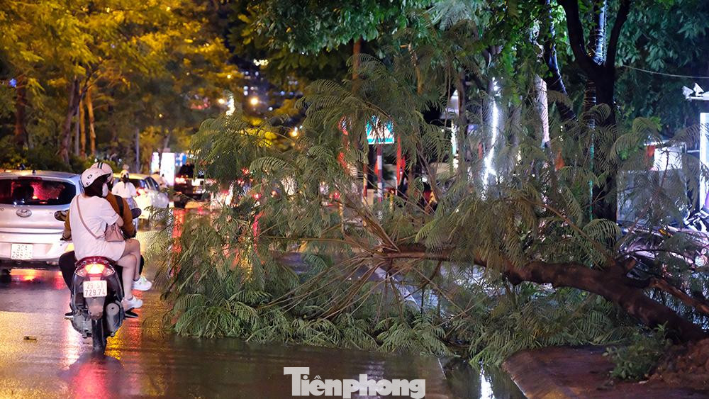 Cây phượng vĩ bật gốc trên phố Láng Hạ. Cây phượng vĩ bật gốc trên phố Láng Hạ.