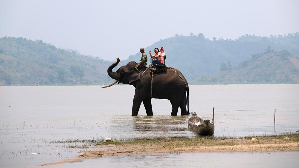 Bình thường, voi được cho ăn cỏ, mía, rau, thân và quả chuối. Mỗi con có thể ăn hàng tạ rau, quả mỗi ngày. Nếu phục vụ du khách cưỡi voi, một chuyến đi hai người, thời gian khoảng 15 phút, sẽ có chi phí 300 nghìn đồng.
