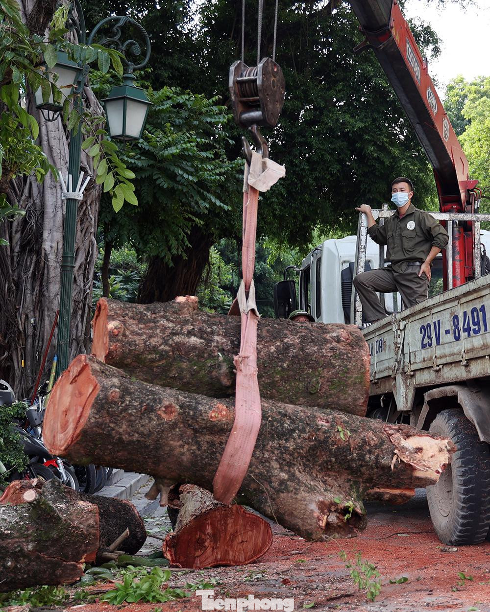 Phần thân cây gỗ lớn được cắt gọn và vânnj chuyển đi khỏi hiện trường ngay tronng buổi chiều ngày hôm nay.