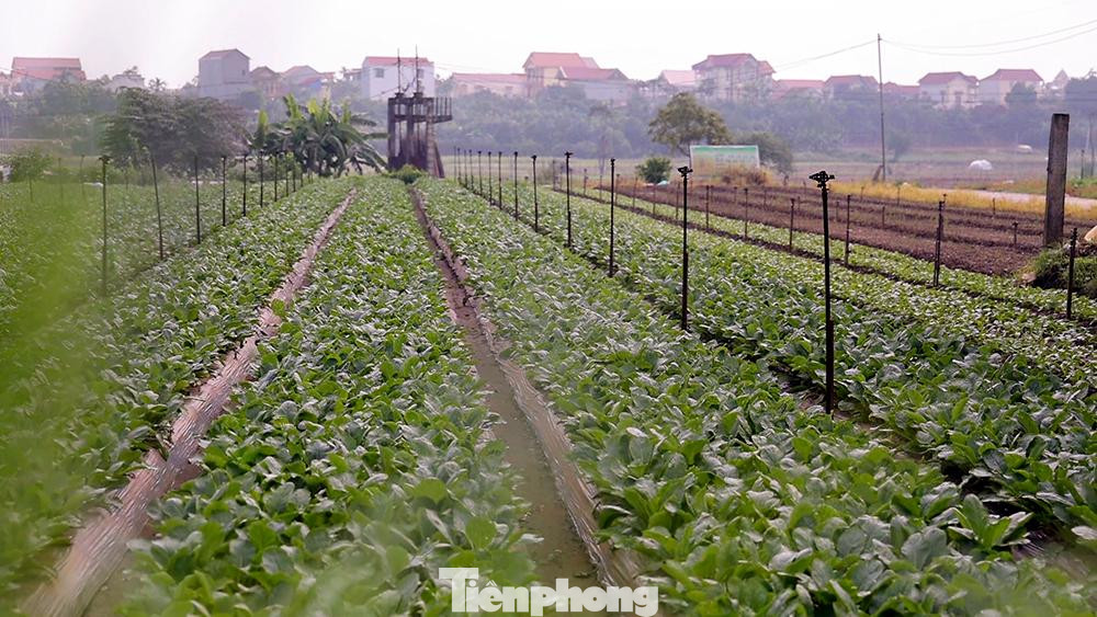 Hiện sản lượng nông sản thu hoạch tại cánh đồng này đã nâng từ mức 30 tấn lên mức 60 tấn một ngày. Có đến gần 100 thương lái đăng ký thu mua liên tục.