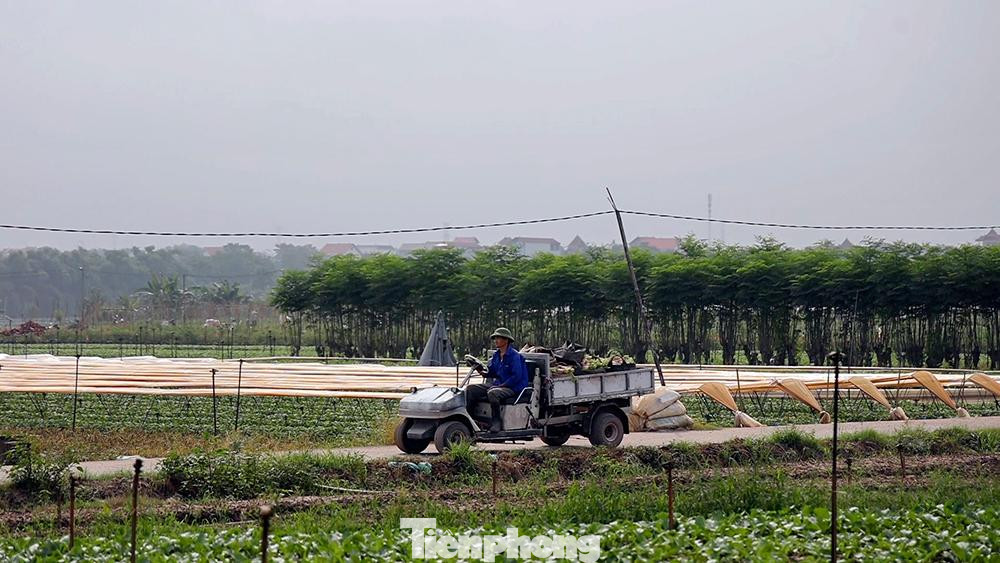 Sản lượng nông sản dự kiến sẽ tăng lên trong thời gian tới khi Hà Nội nới lỏng hơn việc dãn cách xã hội, vùng xanh được mở rộng và việc đi lại, giao thương thuận tiện hơn.