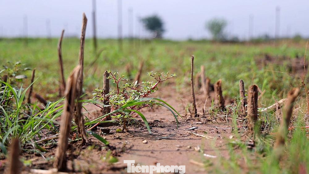 Trước đó, trong thời gian giãn cách, một số ruộng hoa của người dân không kịp tiêu thụ hết phải nhổ bỏ.