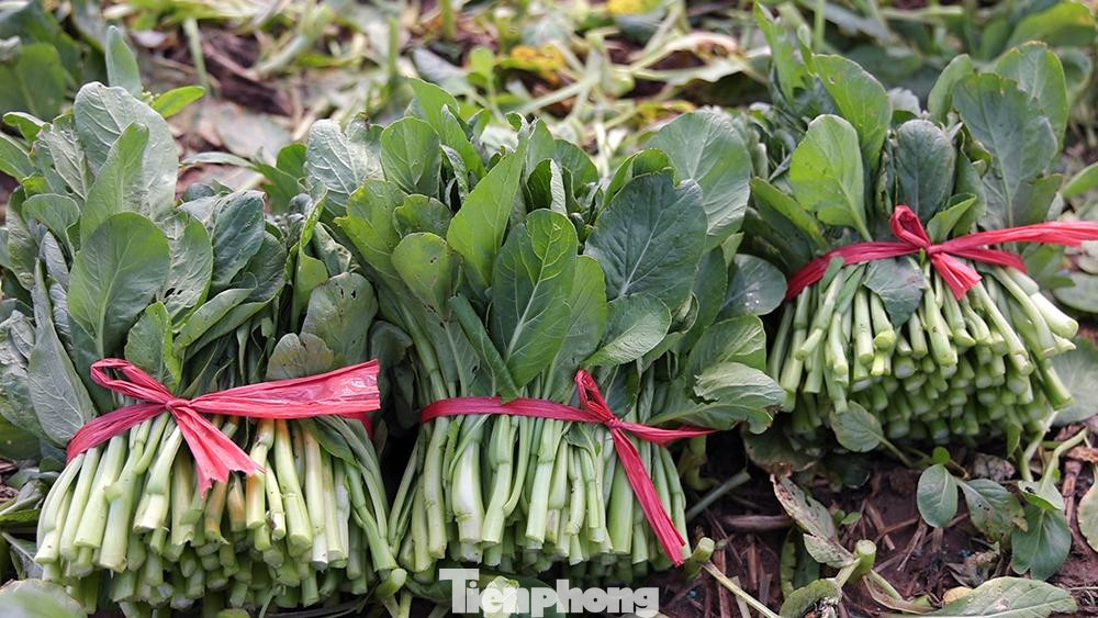 Khi Hà Nội nới lỏng cách ly xã hội, việc tiêu thụ nông sản cũng tốt hơn. Người nông dân yên tâm hơn khi canh tác