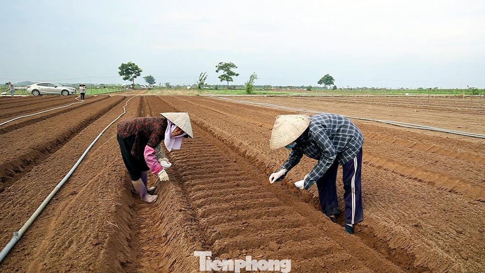 Trong bối cảnh dịch COVID-19 diễn biến phức tạp, nhiều gia đình nông dân vẫn cố gắng duy trì sản xuất với diện tích trên các sào rau an toàn.