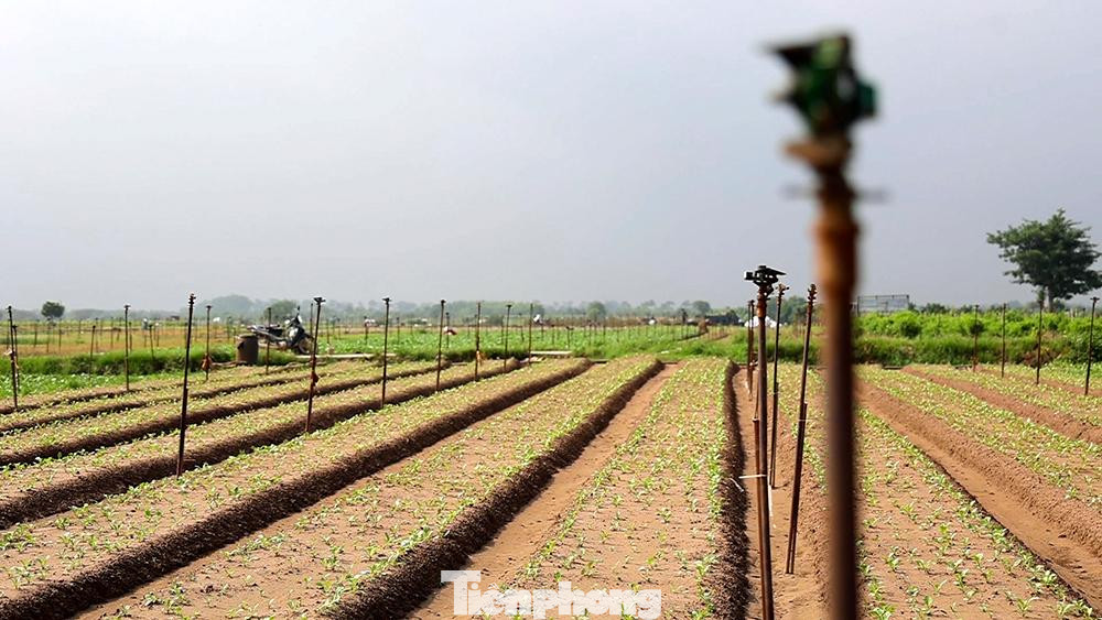 Sau khi nới lỏng cách ly xã hội, không khí ở vựa rau lớn nhất nhì Hà Nội sôi động hơn. Người dân khẩn trương thu hoạch và gieo giống mới trên những ruộng rau gia đình để kịp thời cung cấp cho nội đô.