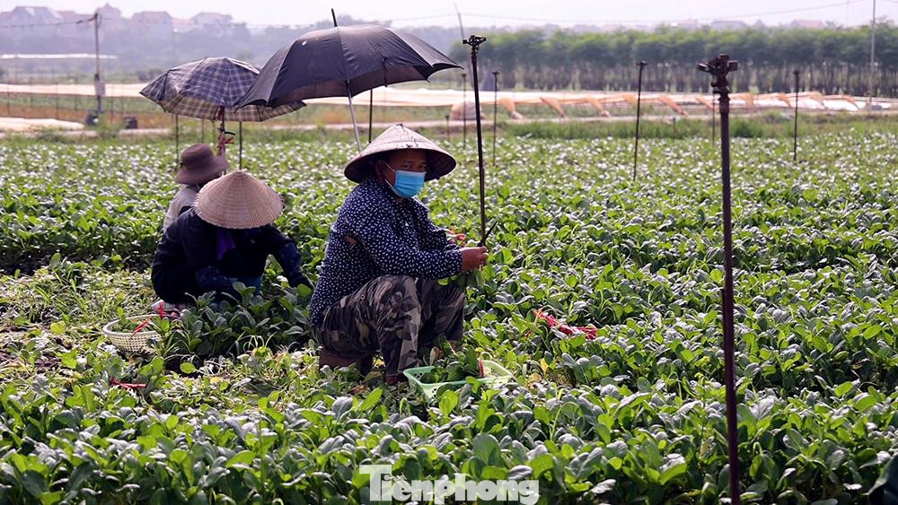 Để đảm bảo công tác lưu thông hàng hoá đối với các sản phẩm nông nghiệp, các đơn vị chức năng của huyện đã tuyên truyền bà con hạn chế bán lẻ và hình thành các đầu mối thu gom các sản phẩm nông nghiệp, từ đó liên kết tiêu thụ cho các đơn vị bán lẻ trong nội thành Hà Nội và các tỉnh lân cận. Địa phương tiếp tục tạo điều kiện về thông quan cho xe chuyên chở rau an toàn từ xã Tráng Việt vào thành phố