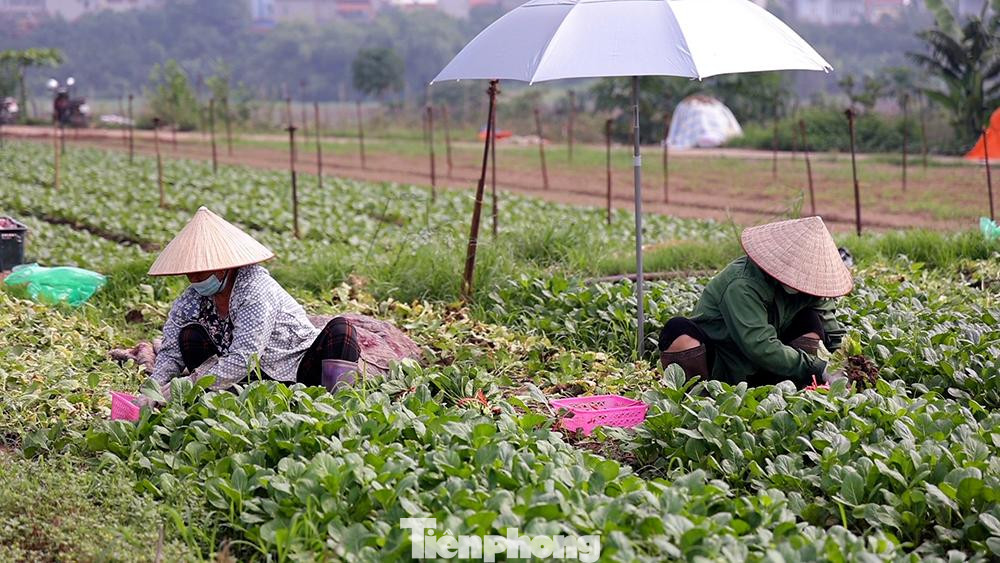 Cánh đồng hơn 200 ha này với nhiều loại rau, củ và hoa màu. Để kịp thu hoạch rau cải cho tiểu thương đặt hàng, nhiều hộ nông dân phải mượn thêm người.