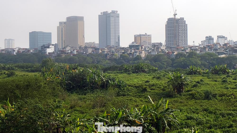 Đứng từ giữa dẻo đất giữa sông nhìn về phía trung tâm, cây cối mọc um tùm như khu rừng lá thấp giữa lòng phố thị.