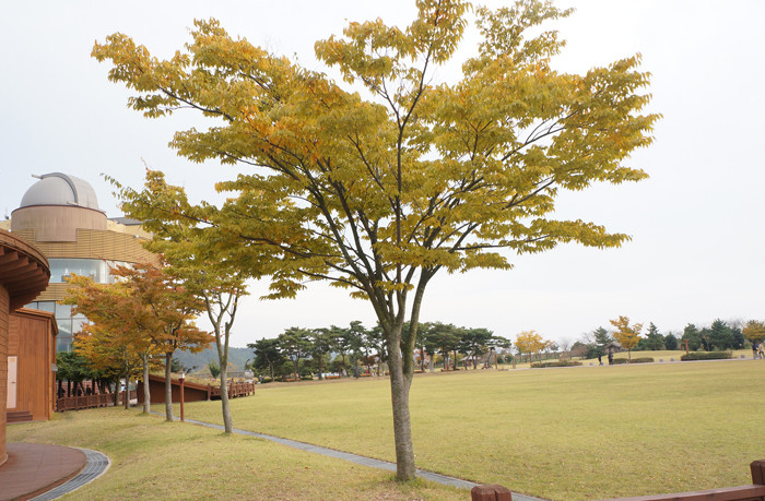 Buổi chiều vàng dưới ánh nắng thu dù nhiệt độ xuống dưới 12 độ C ở vịnh Suncheon. Buổi chiều vàng dưới ánh nắng thu dù nhiệt độ xuống dưới 12 độ C ở vịnh Suncheon