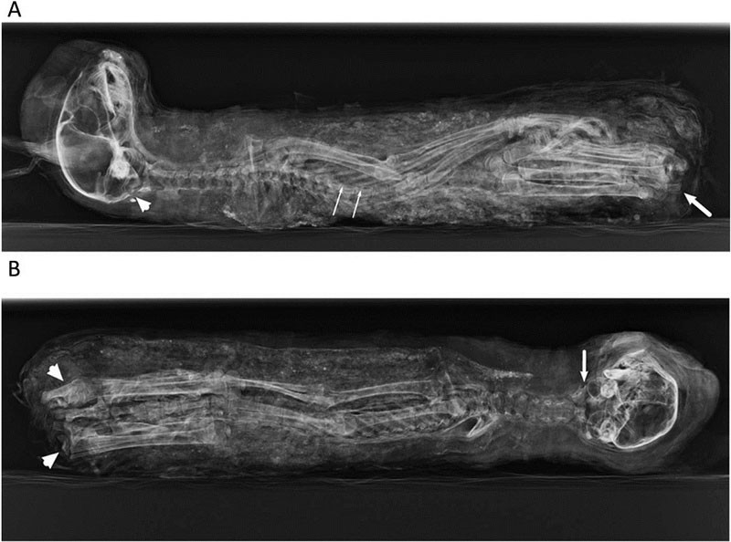 Mèo con được nuôi để làm xác ướp cúng lễ cho các vị thần ở Ai Cập cổ đại từ hàng ngàn năm trước. Ảnh: Livescience Mèo con được nuôi để làm xác ướp cúng lễ cho các vị thần ở Ai Cập cổ đại từ hàng ngàn năm trước