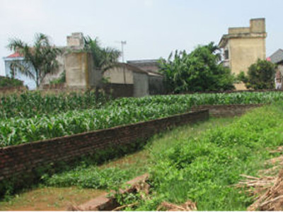 Đất đã chia lô giờ cũng chỉ để trồng ngô, trồng lạc