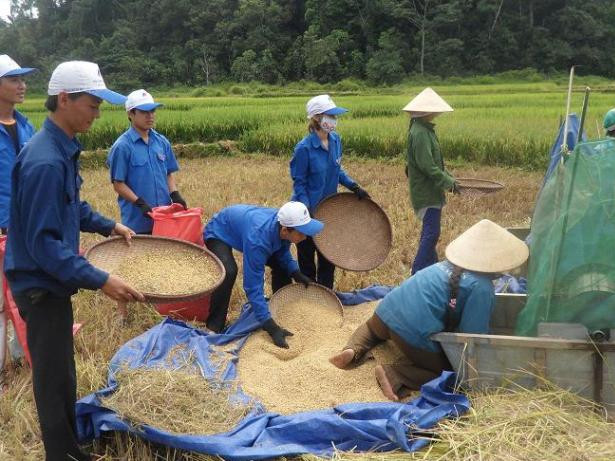 Trần Công Minh (đứng ngoài cùng, bên trái) cùng các sinh viên tình nguyện trong trường giúp bà con nông dân gặt lúa