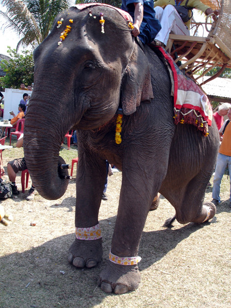 Voi quỳ chào khách