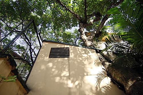 Một cây sung đâm thủng tường và vươn lên mái tôn cao gần 20m tại số nhà 63 Bà Triệu