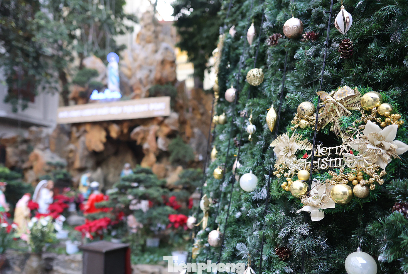 Cây thông cỡ lớn và hang đá Bê-lem được trang trí nổi bật tại khuôn viên sân trong của nhà thờ giáo xứ Thái Hà thu hút nhiều giáo dân cùng khách tham quan tới chụp ảnh
