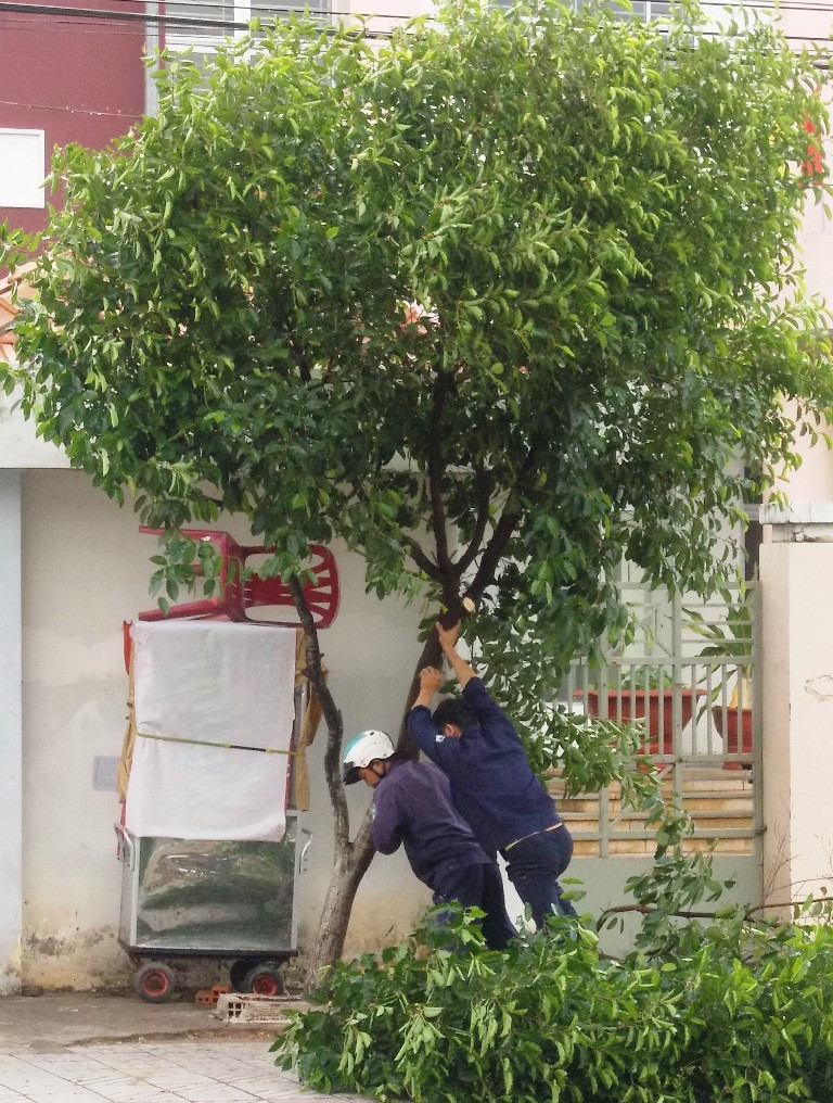 công nhân cây xanh đang dựng lại nhiều cây xanh bị ngã trên đường Lê Hồng Phong