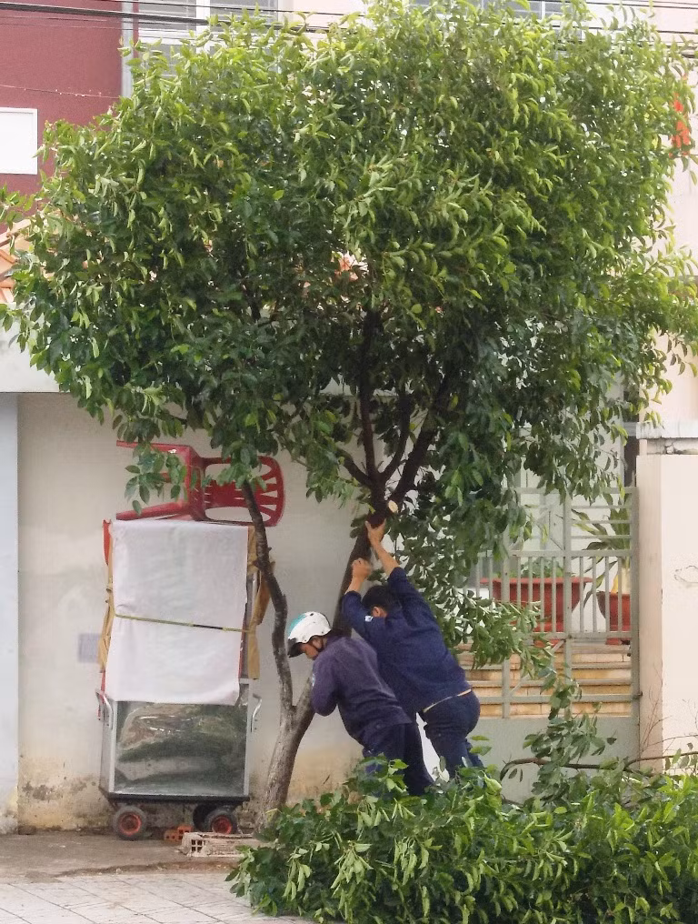 công nhân cây xanh đang dựng lại nhiều cây xanh bị ngã trên đường Lê Hồng Phong