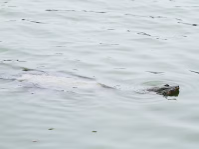 “Cụ” Rùa đang yếu đi từng ngày mà vẫn chưa có phương pháp chữa trị Ảnh: Xuân Phú