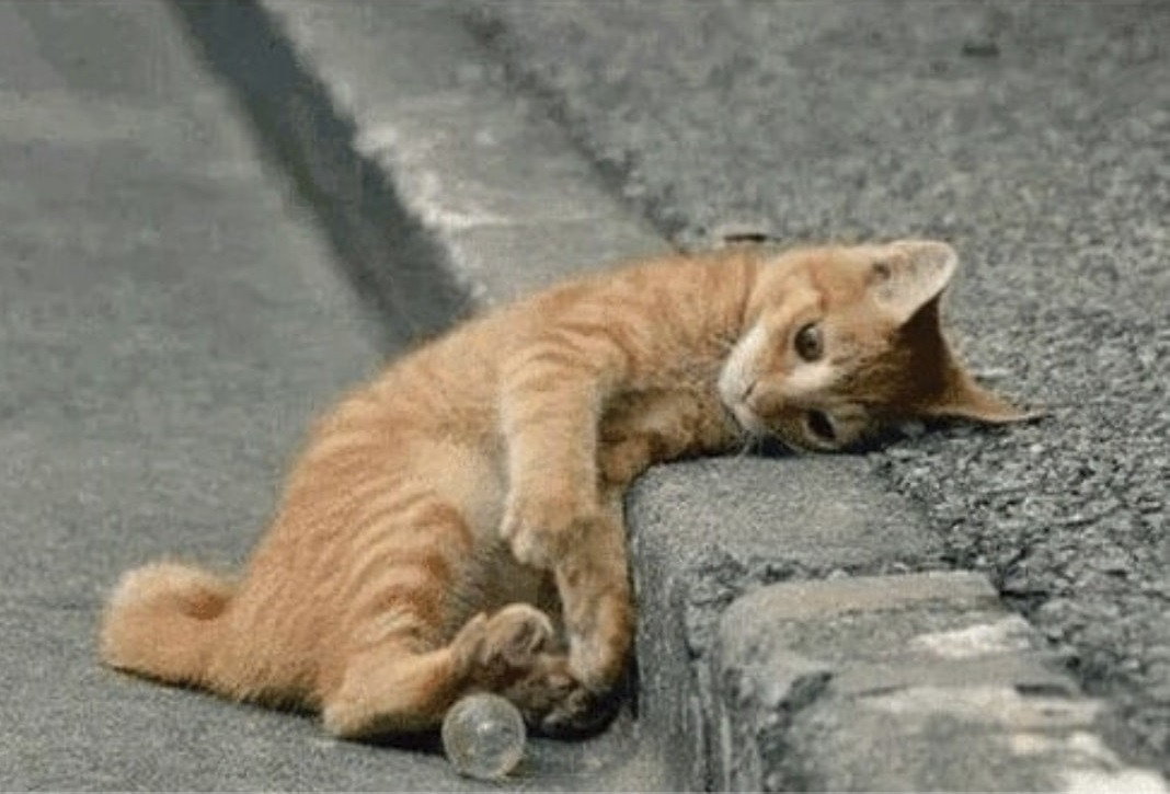 Bạn có đang buồn chán hơn cả chú mèo này không? Bạn có đang buồn chán hơn cả chú mèo này không?