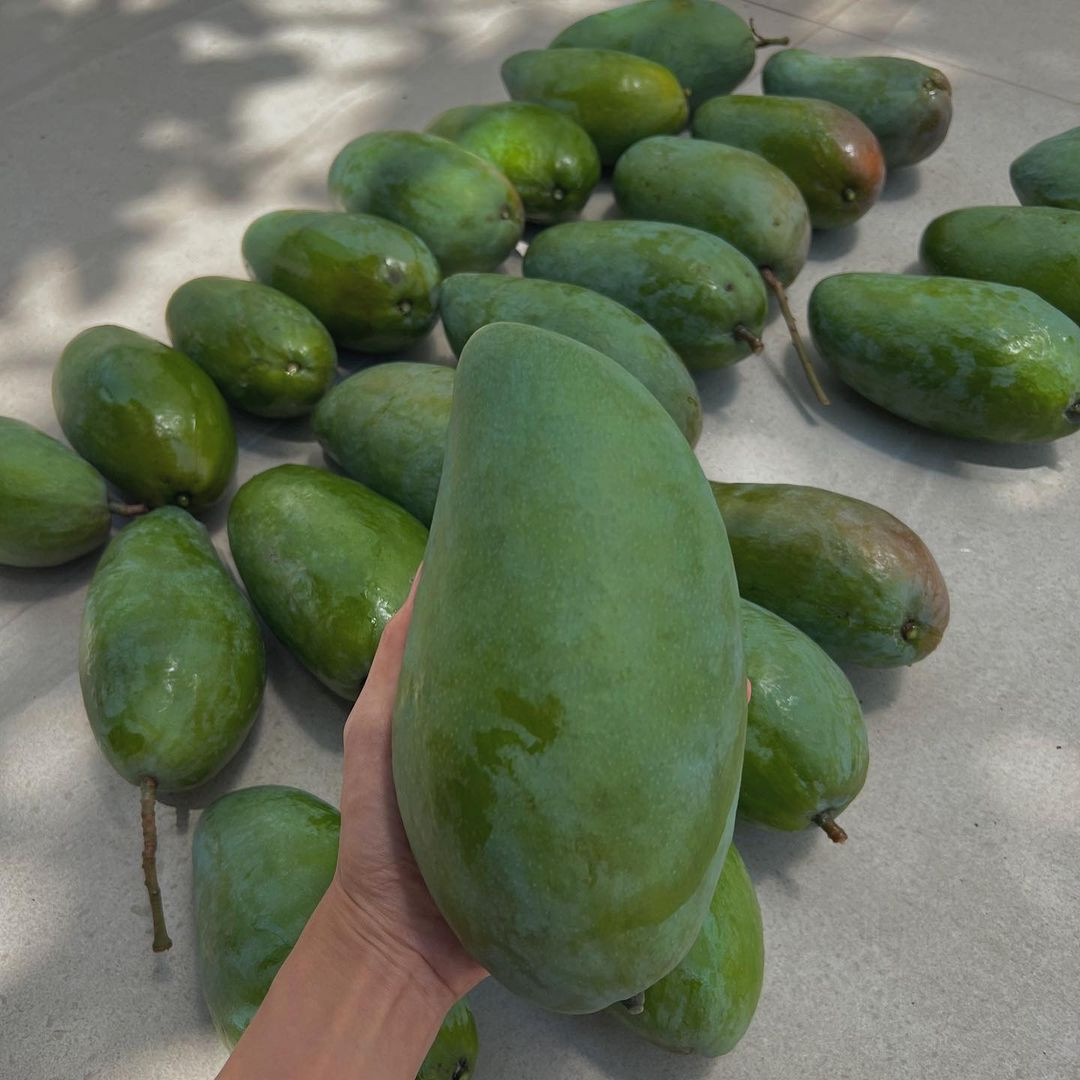 Đây là thành quả của Tăng Thanh Hà từ mùa xoài năm nay.