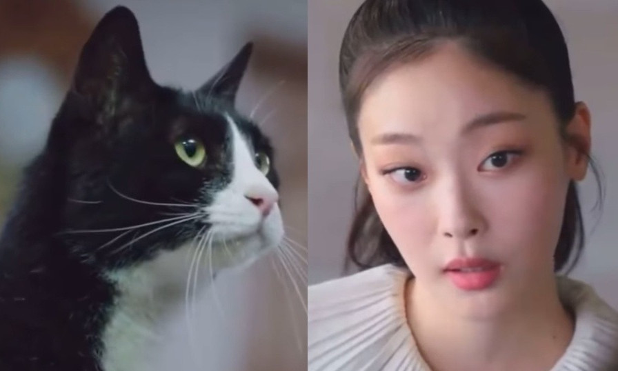 Cô mèo Sonya khiến netizen chú ý vì quá dễ thương. Cô mèo Sonya khiến netizen chú ý vì quá dễ thương.