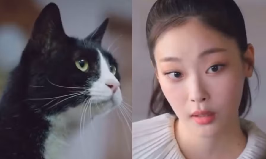 Cô mèo Sonya khiến netizen chú ý vì quá dễ thương.