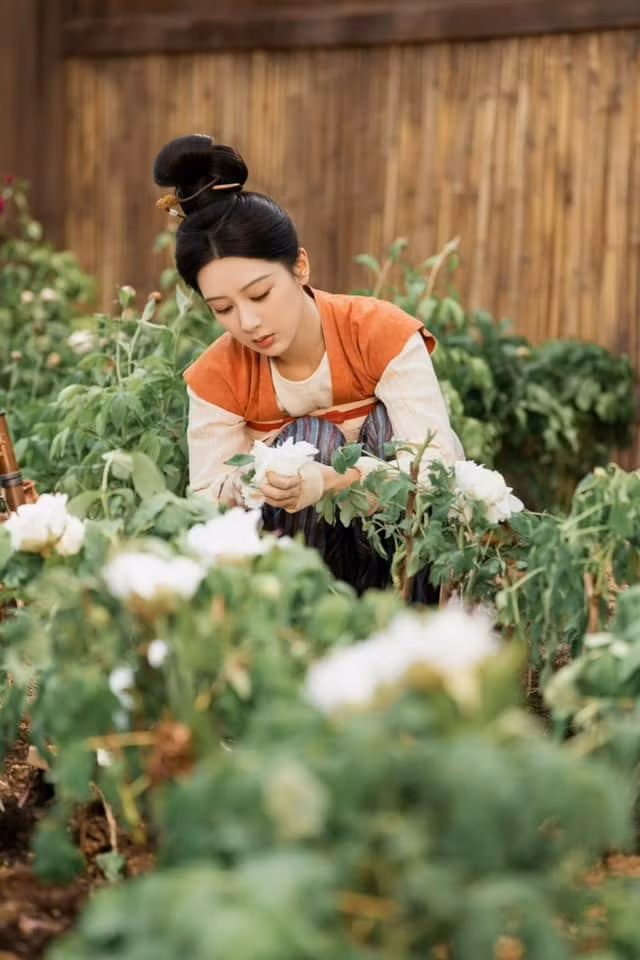 Hoa mẫu đơn xuất hiện nhiều trong các khung hình. Hoa mẫu đơn xuất hiện nhiều trong các khung hình.