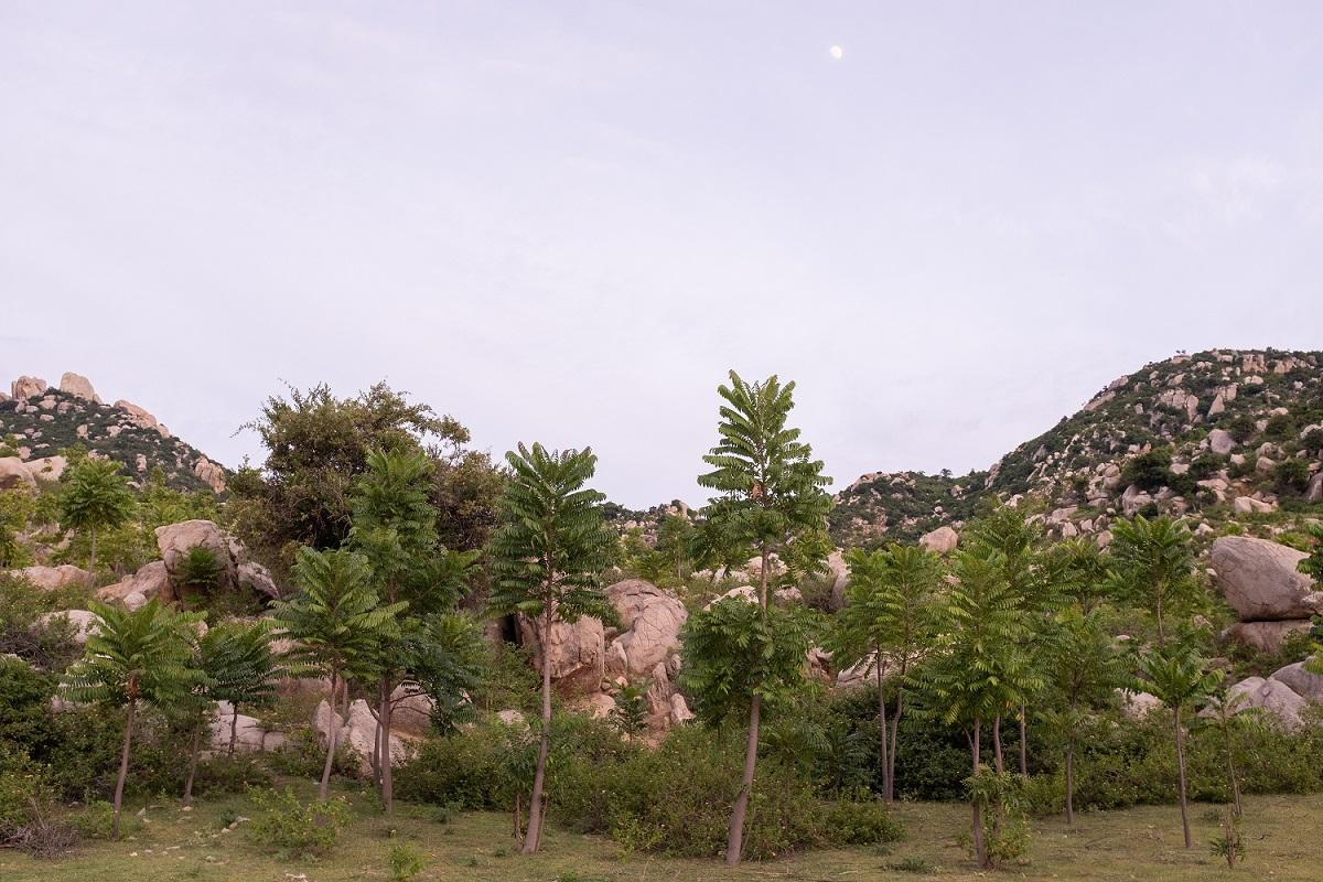 Cây Thanh Thất phát triển từ mùa trồng rừng 2021