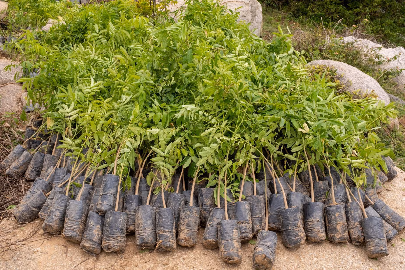 Cây Thanh thất con được gửi đến Ninh Thuận