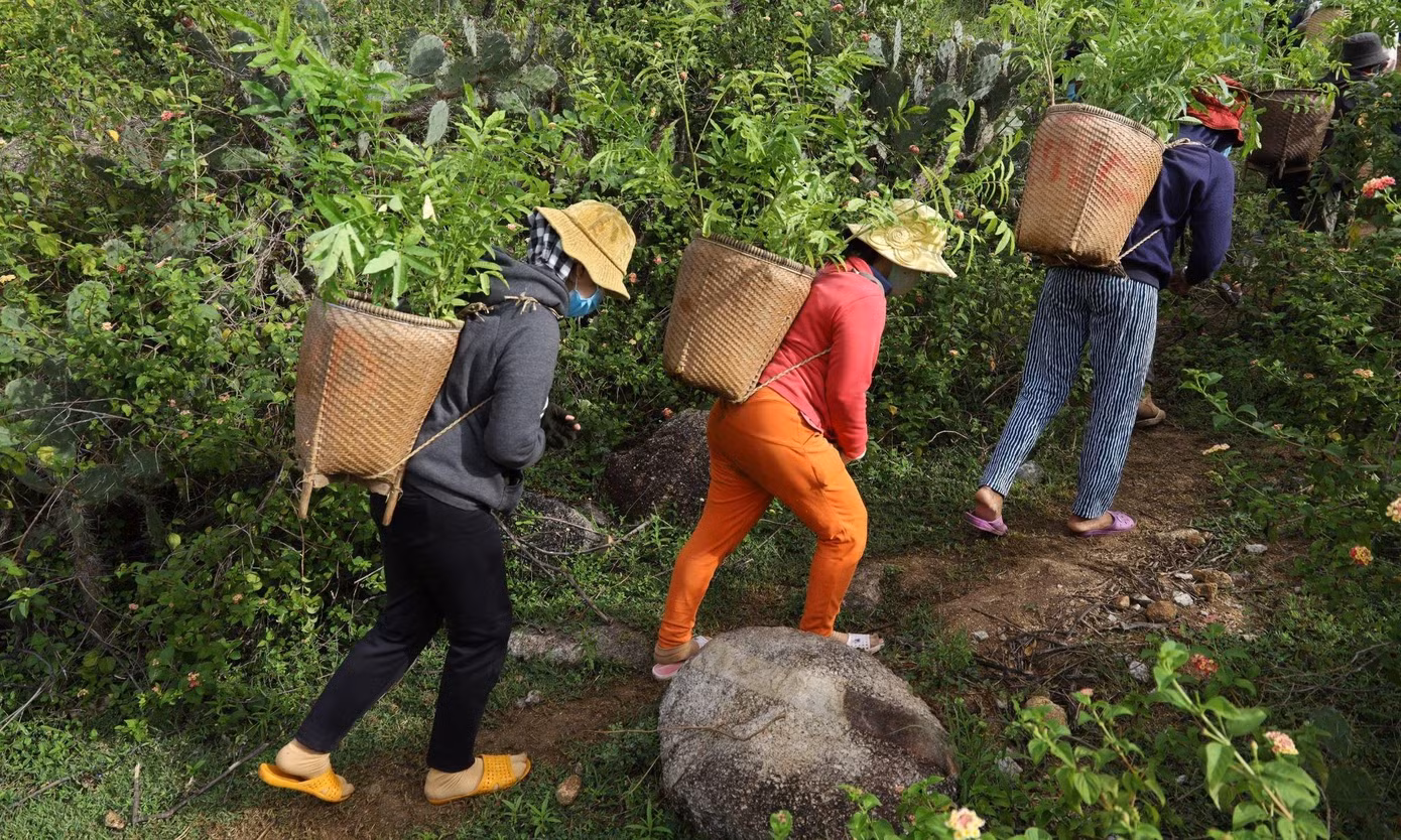 Người dân địa phương bắt đầu gieo cây của người ủng hộ