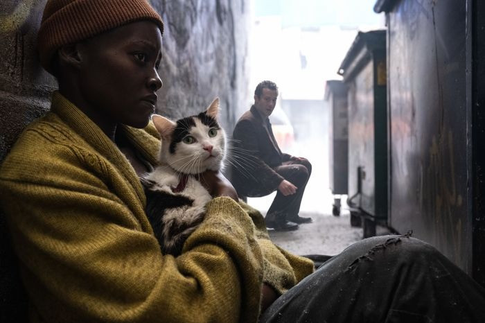 Có tới hai chú mèo đảm nhận vai mèo Frodo. Có tới hai chú mèo đảm nhận vai mèo Frodo.