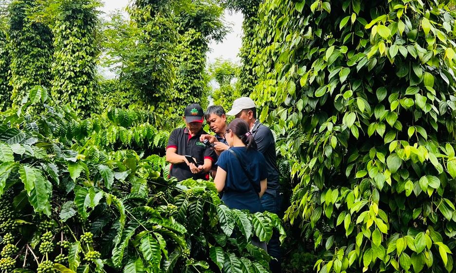 Cán bộ hỗ trợ nông nghiệp của Nestlé Việt Nam hướng dẫn các hộ nông dân sử dụng công cụ FFB để quản lý nông trại thuộc dự án NESCAFÉ Plan