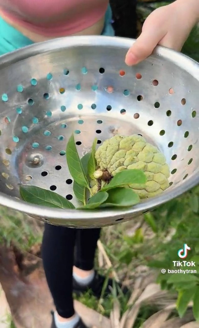 Chẳng ngờ netizen lại tranh luận quanh mấy quả na này. Chẳng ngờ netizen lại tranh luận quanh mấy quả na này.