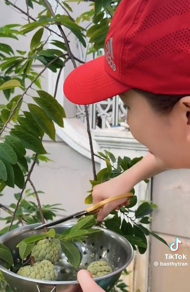 Cô khoe video tự tay hái na nhà trồng. Cô khoe video tự tay hái na nhà trồng.