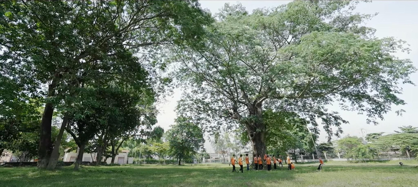 Gốc cây “thần thánh” được phát hiện từ “Sao nhập học” Gốc cây “thần thánh” được phát hiện từ “Sao nhập học”