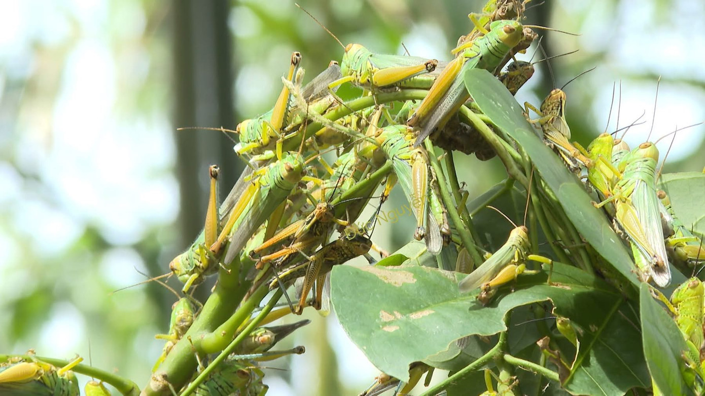 Châu chấu dày đặc và ngày càng lan rộng tại thị trấn Nông Trường Việt Trung.