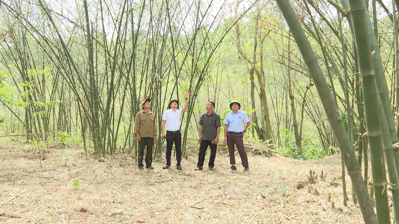 Hiện người dân và chính quyền vẫn chưa có giải pháp hữu hiệu giải quyết nạn châu chấu phá hoại cây luồng ở thị trấn Nông Trường Việt Trung.