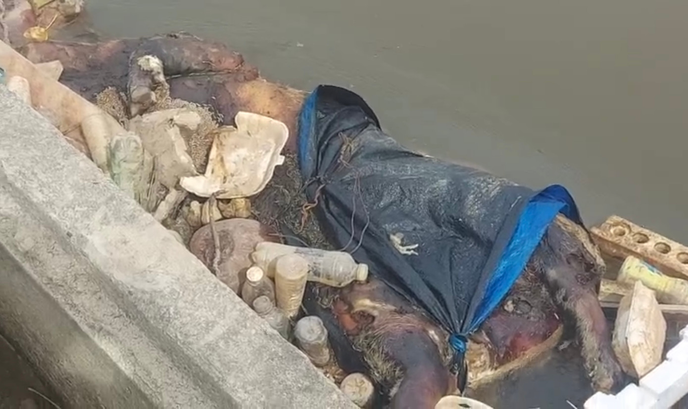 Xác lợn chết vứt ở kênh mương TP. Đồng Hới.